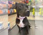 Small #23 American Staffordshire Terrier Mix