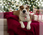 Pearl Jam - Female Mutt Dog for Adoption - Small photo