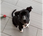 Small #4 Labrador Retriever Mix