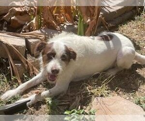 Labrador Retriever-Spaniel Mix Dogs for adoption in San Antonio, TX, USA