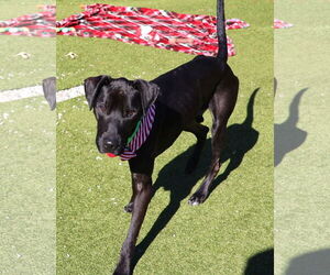 Mutt Dogs for adoption in Rockaway, NJ, USA