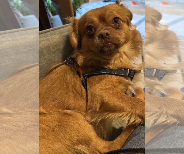 Medium Photo #3 Pomeranian-Unknown Mix Puppy For Sale in Bellevue, WA, USA