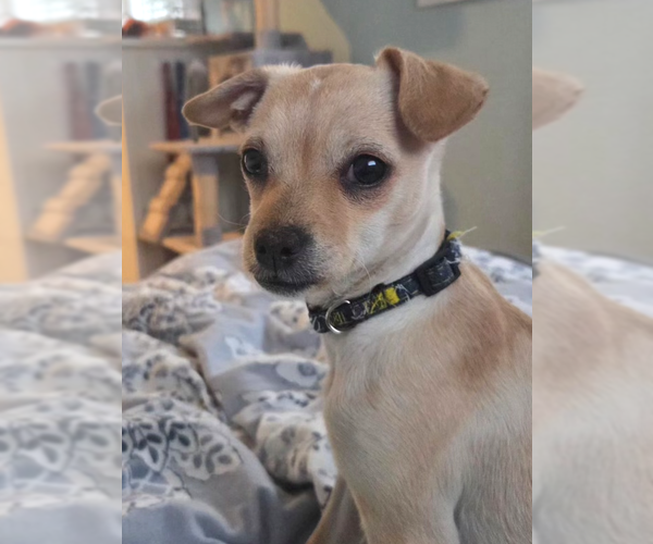 Medium Photo #1 Chihuahua-Unknown Mix Puppy For Sale in Bellevue, WA, USA