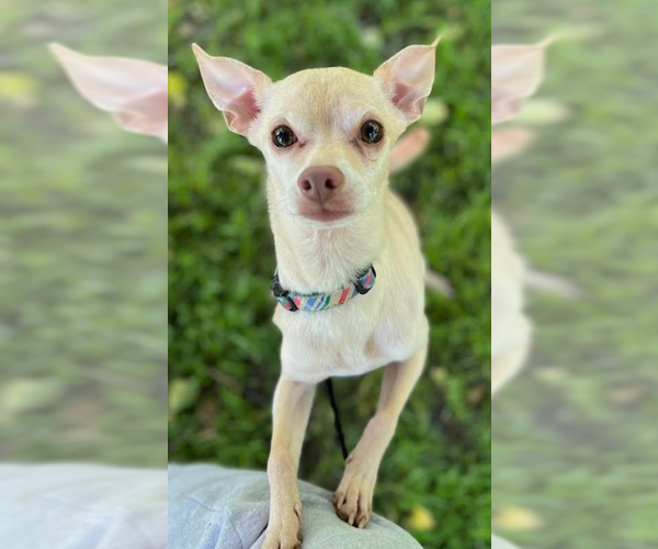Medium Photo #2 Chihuahua-Unknown Mix Puppy For Sale in Cranston, RI, USA