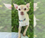 Small #1 Chihuahua Mix
