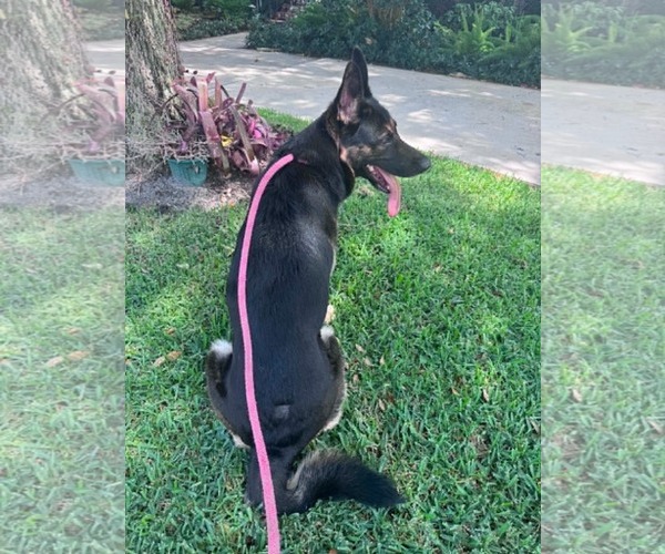Medium Photo #7 German Shepherd Dog Puppy For Sale in Plantation, FL, USA