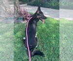 Small #6 German Shepherd Dog