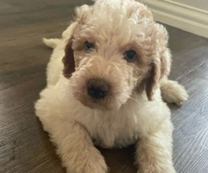 Labradoodle Puppy for Sale in POTTSBORO, Texas USA