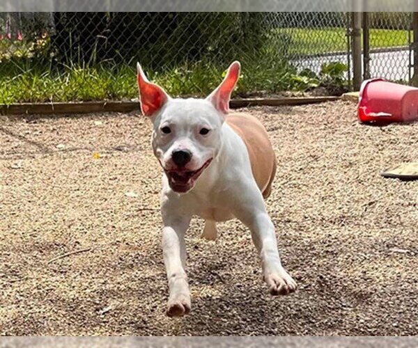 Medium Photo #1 Mutt Puppy For Sale in Peoria, IL, USA