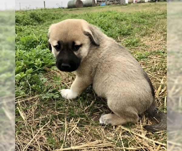 Medium Photo #3 Anatolian Shepherd Puppy For Sale in ROBSTOWN, TX, USA