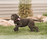 Small Photo #2 Great Dane Puppy For Sale in SYRACUSE, IN, USA