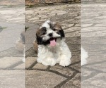Small #1 Shih Tzu
