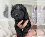 Puppy Pepper Cockapoo