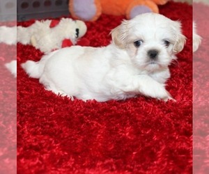 Shih Tzu Puppy for sale in THAYER, KS, USA