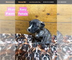 Roxy - Female American Pit Bull Terrier Dog for Adoption - Small photo