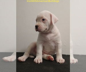 American Bulldog Puppy for sale in CLEARWATER, FL, USA