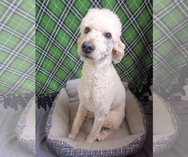 Medium Photo #1 Poodle (Standard) Puppy For Sale in Pacolet, SC, USA