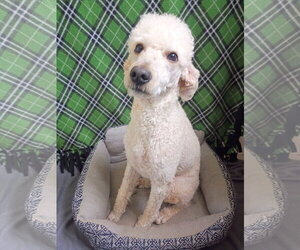 Poodle (Standard) Dogs for adoption in Pacolet, SC, USA