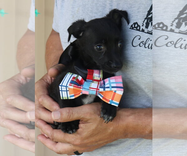 Medium Photo #3 Cairn Terrier Puppy For Sale in Bandera, TX, USA