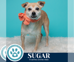 Small #9 Chihuahua Mix
