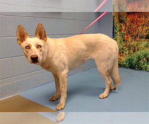 Siberian Husky-Unknown Mix Dogs for adoption in Moreno Valley, CA, USA