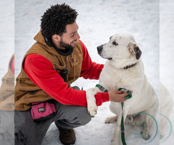 Medium Photo #6 Great Pyrenees-Unknown Mix Puppy For Sale in Brewster, NY, USA