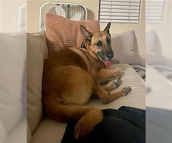 Medium Photo #1 German Shepherd Dog Puppy For Sale in Dana Point, CA, USA