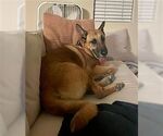 Small German Shepherd Dog