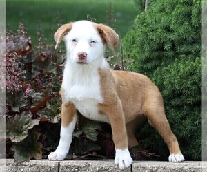 Australian Shepherd-Unknown Mix Puppy for sale in FREDERICKSBG, OH, USA