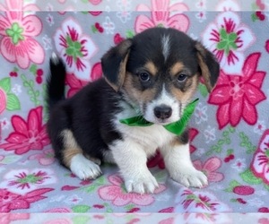Pembroke Welsh Corgi Puppy for sale in LANCASTER, PA, USA