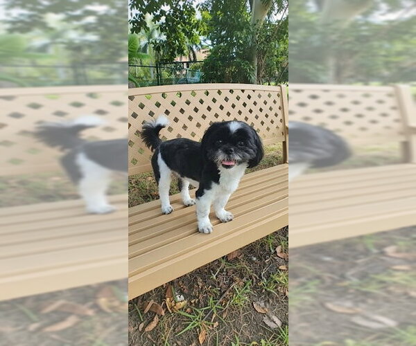 Medium Photo #4 Shih Tzu Puppy For Sale in Weston, FL, USA