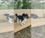 Small #3 Shih Tzu