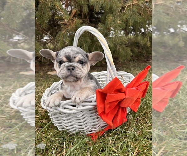 Medium Photo #4 French Bulldog Puppy For Sale in MIDDLEBURY, IN, USA