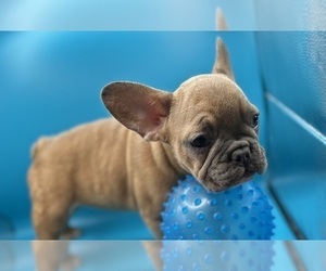 French Bulldog Puppy for Sale in DISCOVERY BAY, California USA