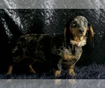 Small #10 Dachshund