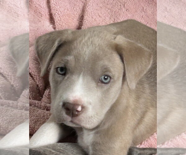 Medium Photo #1 Labrador Retriever-Unknown Mix Puppy For Sale in Rockaway, NJ, USA