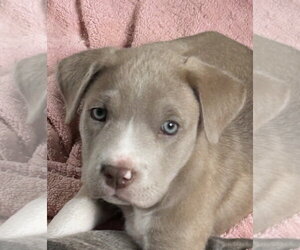 Labrador Retriever-Unknown Mix Dogs for adoption in Rockaway, NJ, USA
