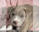 Small Labrador Retriever Mix