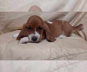 Basset Hound Puppy for sale in SALEM, WV, USA