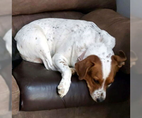 Medium Photo #4 Basset Hound-Unknown Mix Puppy For Sale in Deepwater, NJ, USA