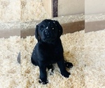 Small Photo #5 Labrador Retriever Puppy For Sale in TEHACHAPI, CA, USA