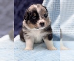 Puppy Navy Blue Australian Shepherd