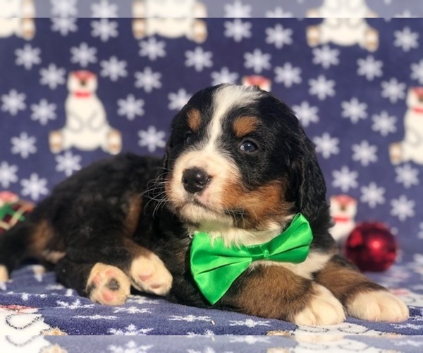 Medium Photo #2 Bernese Mountain Dog Puppy For Sale in CLAY, PA, USA