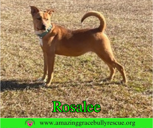 Rosalee - Female Chow Chow-Unknown Mix Dog for Adoption - Photo #6