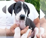 Puppy Apollo Great Dane