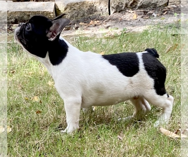 Medium Photo #1 French Bulldog Puppy For Sale in ROCKWALL, TX, USA