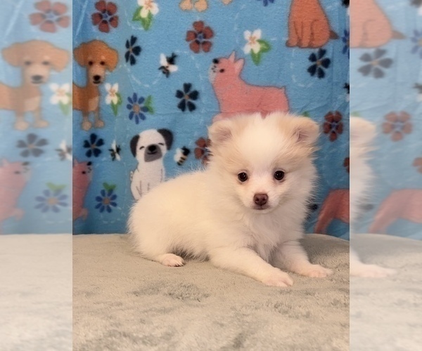 Medium Photo #5 Pomeranian Puppy For Sale in MARTINSVILLE, IN, USA