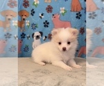 Small Photo #5 Pomeranian Puppy For Sale in MARTINSVILLE, IN, USA