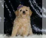 Small Photo #75 Maltipoo (Miniature) Puppy For Sale in WARSAW, IN, USA