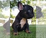 Small Photo #4 French Bulldog Puppy For Sale in LA VERGNE, TN, USA